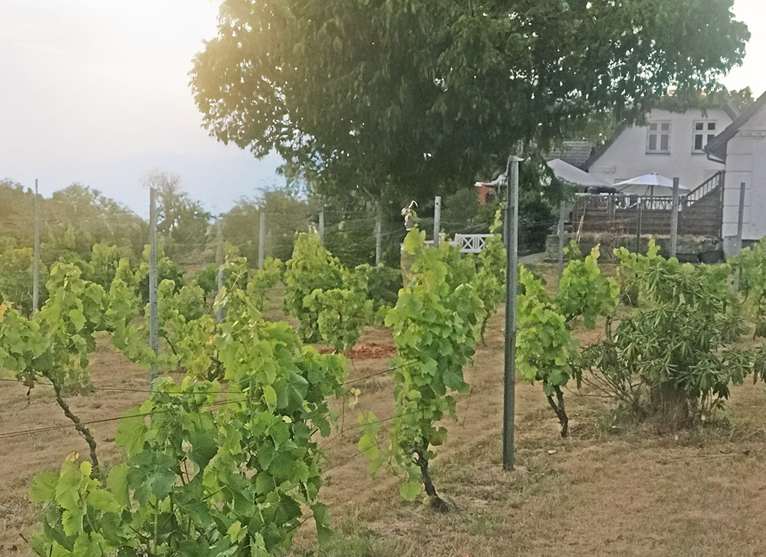 Vingård med vinranker